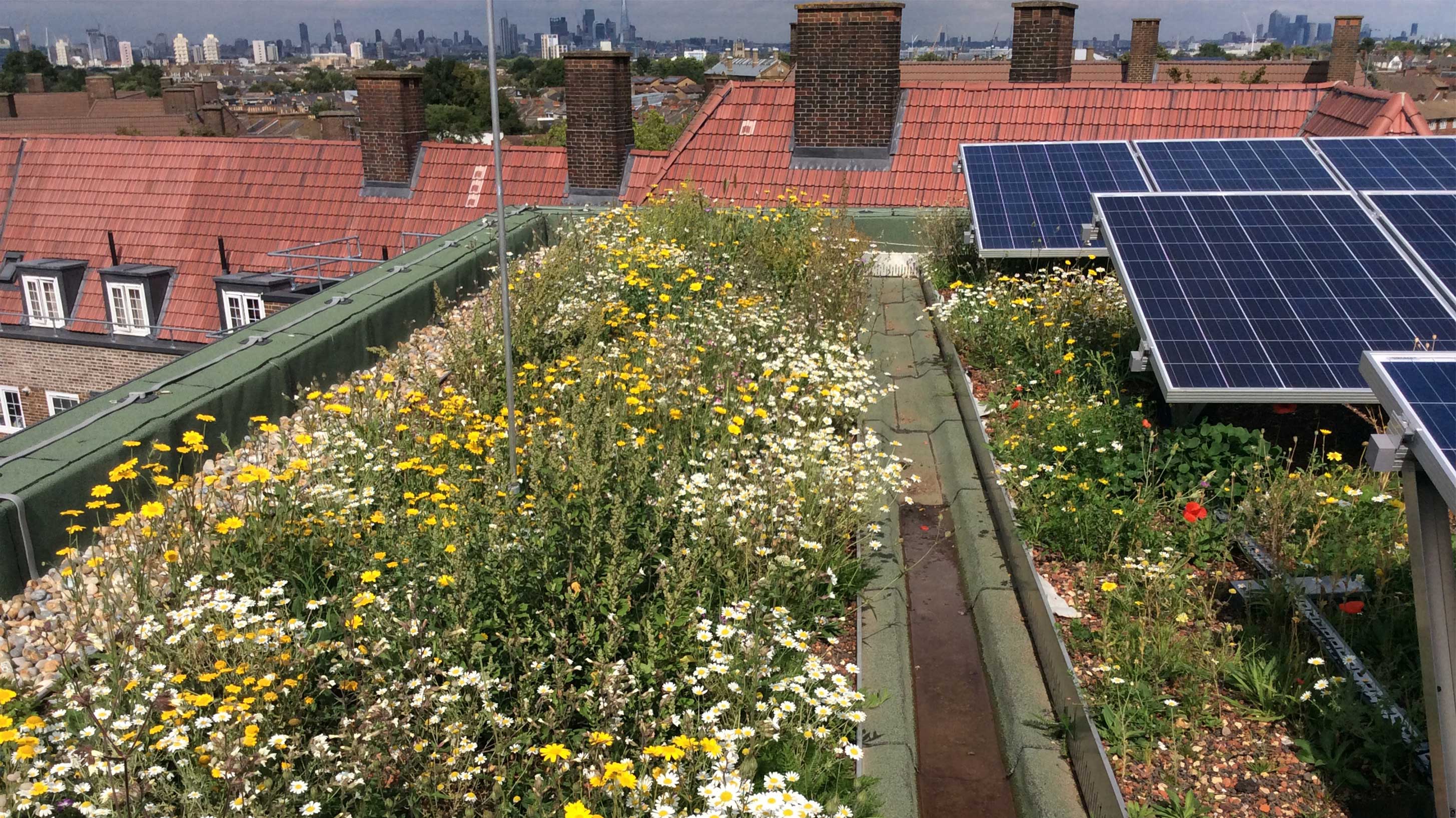 6GALLERY-Clapham-Park-Bauder-Total-Green-Roof-System-Bitumen-BauderSOLAR-G-LIGHT-London.jpg