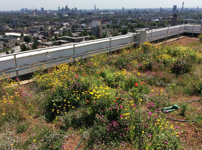 Achieving Biodiversity Net Gain with Bauder Green Roofs
