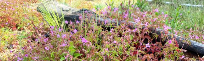 BauderBIODIVERSE green roofs