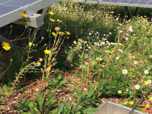 Green Roof Vegetation Brochure