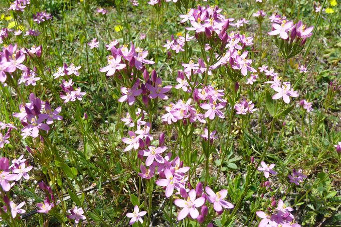 BauderGREEN Flora Seed Mixes